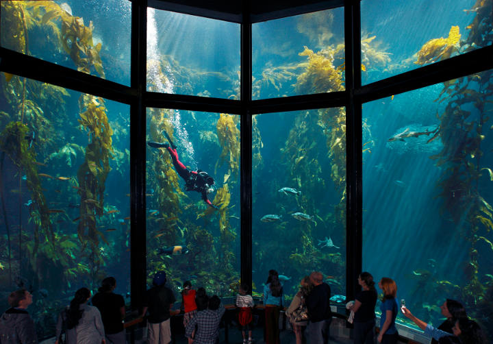 Shedd Aquarium Chicago Restaurant Shedd Aquarium Chicago Restaurant