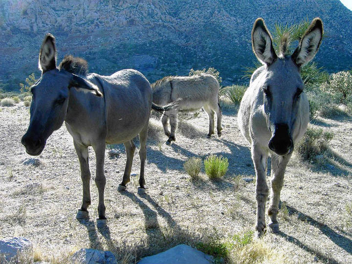 Sehenswürdigkeiten in der USA -  Wild burros in the Red Rock Canyon.