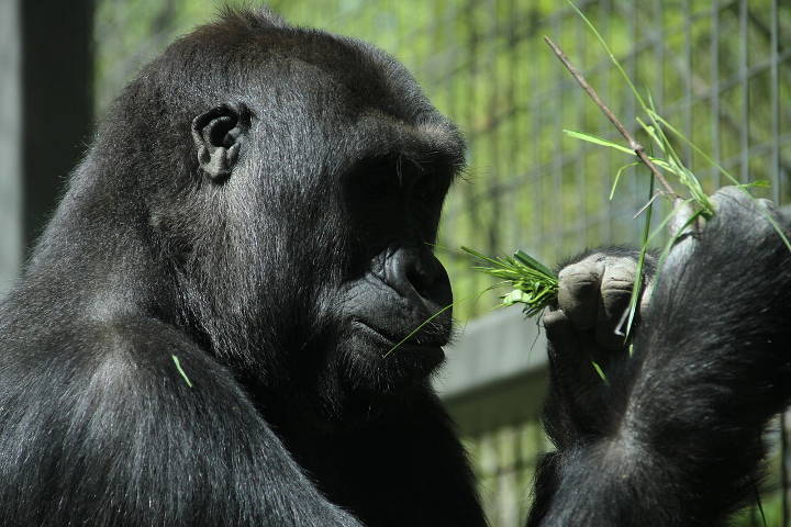 Sehenswürdigkeiten in der USA - Gorilla enclosure at Columbus Zoo and Aquarium.