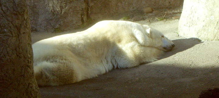 Sehenswürdigkeiten in der USA - Polar Bear (Ursus maritimus) on exhibit at the Oregon Zoo.