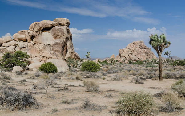 Joshua Tree National Park - In der Mojave Desert & Colorado Desert - Sehenswürdigkeiten USA