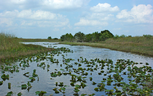 Everglades Nationalpark in Florida – Everglades Park - Sehenswürdigkeiten USA